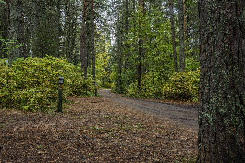 Rural Forest Road in Ontario, Canada HDRi Maps and Backplates