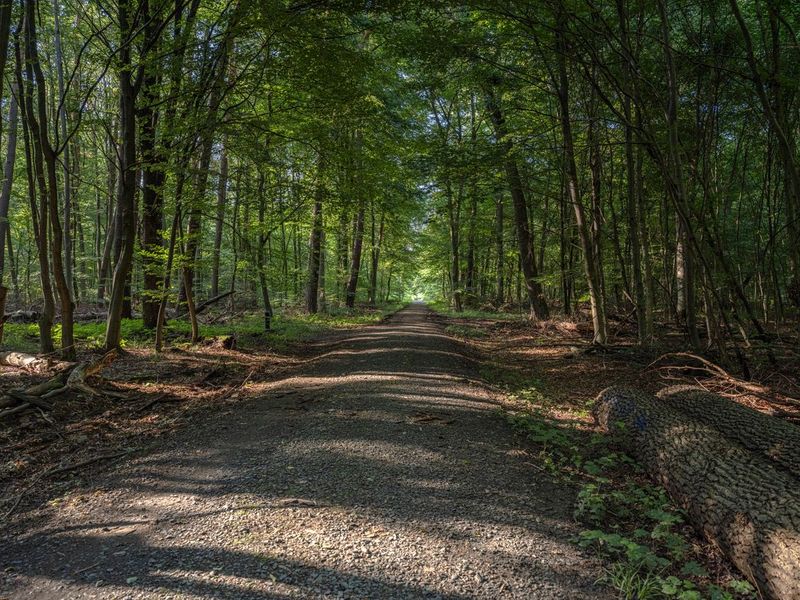 Rural Germany: A Straight Road Through the Forest HDRi Maps and Backplates