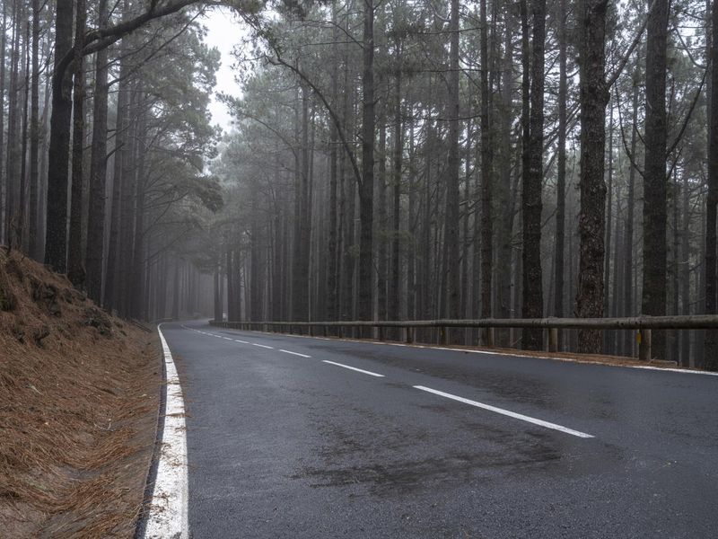 Rural Road Through Forest with Low Visibility HDRi Maps and Backplates