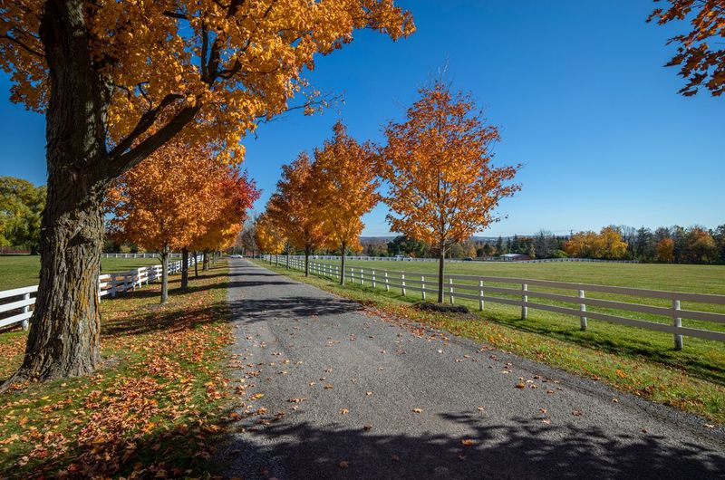 Rural Road in Ontario, Toronto, Canada HDRi Maps and Backplates