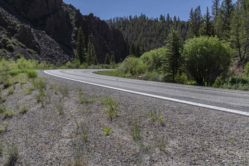 Scenic Asphalt Road Through Forest HDRi Maps and Backplates