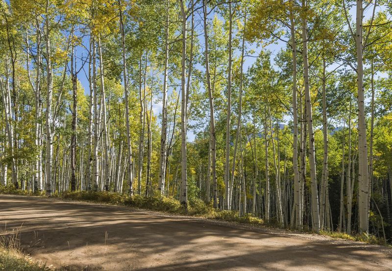 Scenic Dirt Road Through Forest Shadow HDRi Maps and Backplates