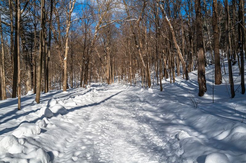 Snow Covered Forest Road in Rural Ontario HDRi Maps and Backplates