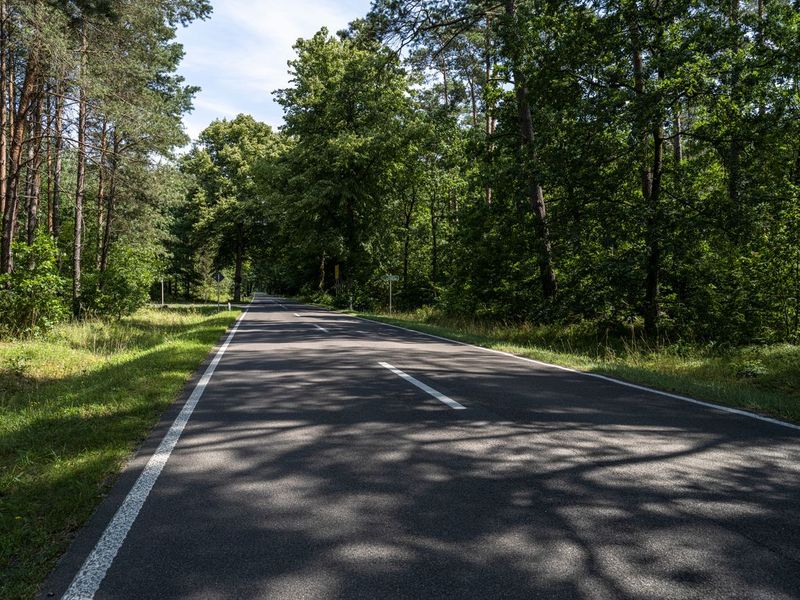 Straight Down the Road: Hard Shadow in the Forest HDRi Maps and Backplates