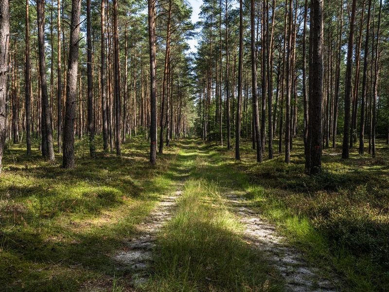 Straight Road through the Forest in Berlin, Brandenburg HDRi Maps and ...