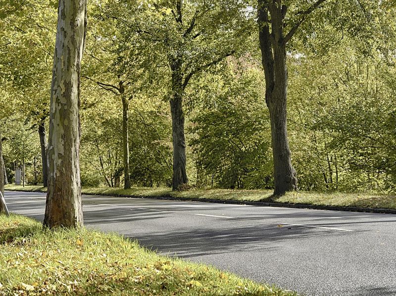 Tree-lined Road through Woods in Hamburg, Germany HDRi Maps and Backplates