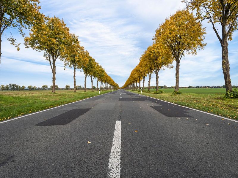 Straight Road with Yellow Trees in Autumn, Berlin HDRi Maps and Backplates